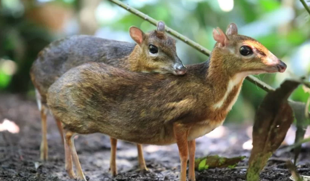 Loài thú quý hiếm bỗng tái xuất ở Việt Nam sau 30 năm mất tích