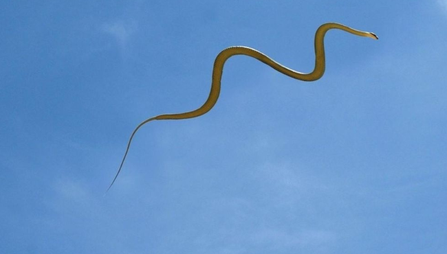 Độc đáo loài rắn biết bay ở Việt Nam