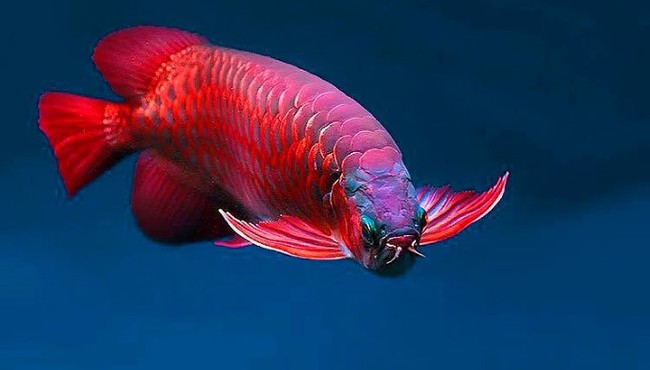 Vẻ đẹp ấn tượng của loài cá đắt bậc nhất thế giới