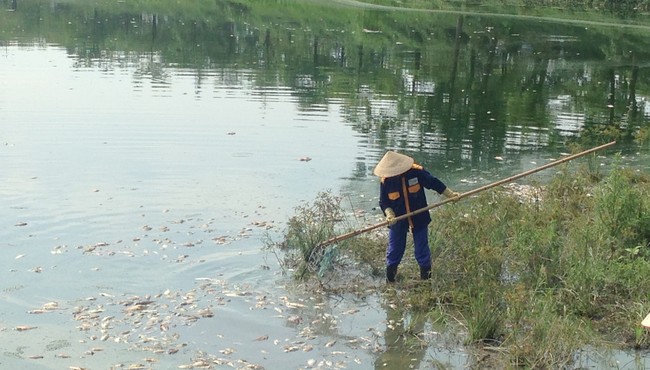 Cá chết ở hồ trong công viên Yên Sở được đưa đi đâu?