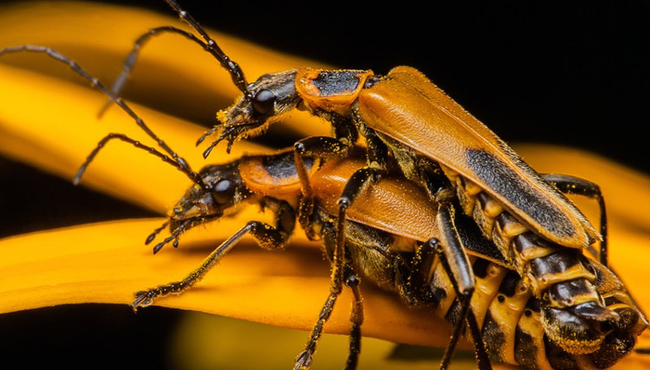Kỳ lạ loài bọ Zombie có hành vi 'đồi bại' trong tự nhiên