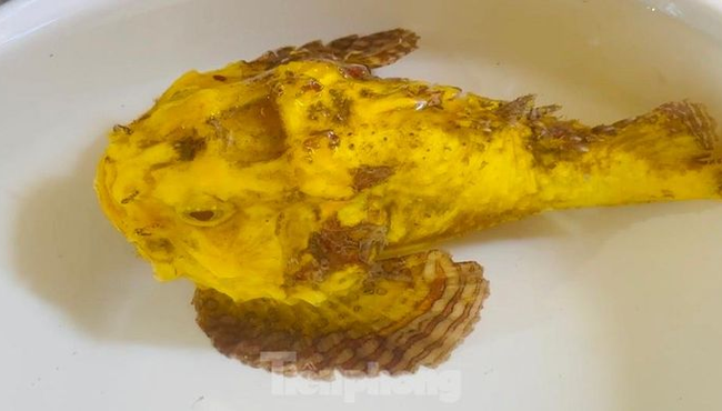 Cận cảnh cá mặt quỷ đột biến vàng ươm xuất hiện ở đảo Lý Sơn