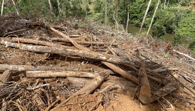 Chủ tịch UBND tỉnh Lâm Đồng yêu cầu kiểm điểm người đứng đầu vụ 1,9 ha rừng bị phá