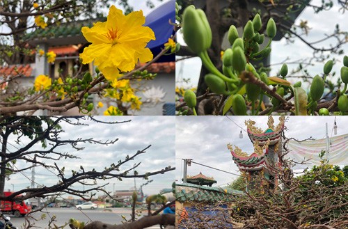 Ngắm cây mai gần nửa tỉ “chờ” khách trên đại lộ đẹp nhất Sài Gòn