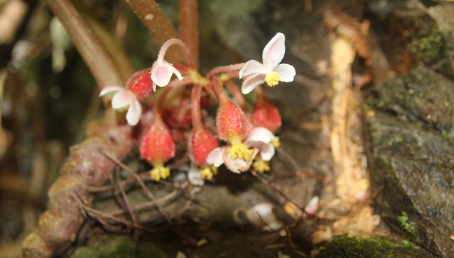 Đây là loài hoa mới cực quý hiếm ở Tà Đùng