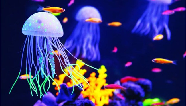 10 sự thật thú vị về loài sứa ít người biết