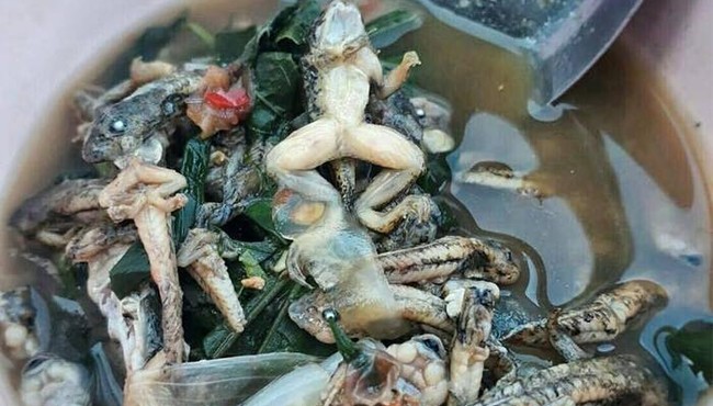Nhìn thấy sợ món nòng nọc ếch ướp cay kinh dị của Thái Lan