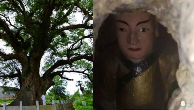 Vì sao tượng Phật nghìn tuổi nằm gọn trong hốc cây?