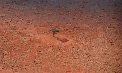 Giải mã thành công những “vòng tròn thần tiên” ở sa mạc Namib