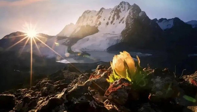 Biết gì về loài hoa hiếm thiên sơn tuyết liên 7 năm mới nở 1 lần?