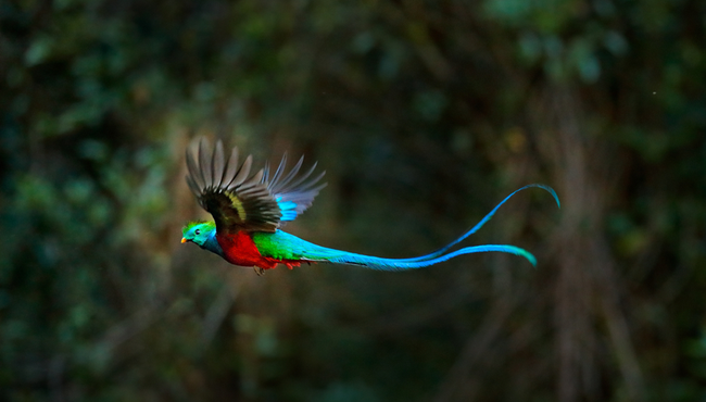 Điều kỳ lạ ở loài chim đẹp nhất thế giới