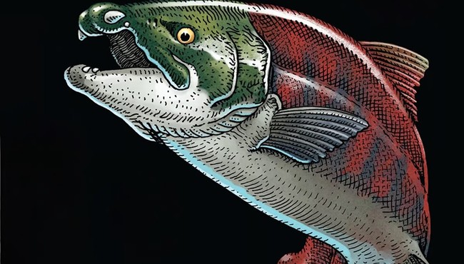 Cá hồi quái vật Oncorhynchus rastrosus có răng nanh hệt ma cà rồng