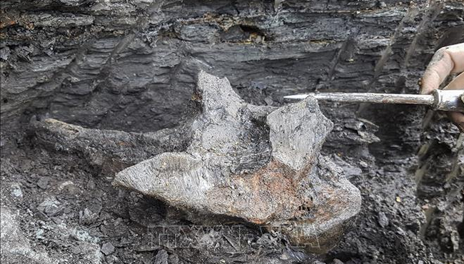 Loài thủy quái vừa được phát hiện có niên đại lên tới 16 triệu tuổi