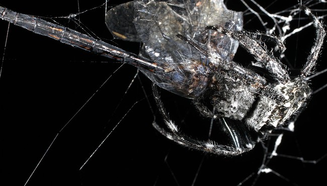 Tơ của nhện Vỏ Cây Darwin dai gấp 10 lần áo chống đạn