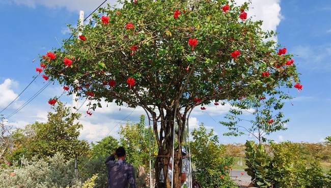 Hoa dâm bụt trở thành siêu phẩm bonsai đắt hàng
