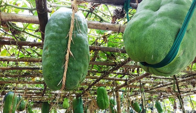 Bất ngờ những loạt rau củ khổng lồ trong vườn nông dân Việt