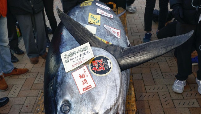Cá ngừ khủng vây xanh Nhật Bản giá hơn 19 tỷ đồng có gì đặc biệt?