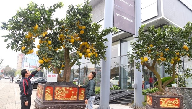 Hàng chục triệu cho chậu bưởi bonsai vàng rực đón Tết Giáp Thìn 2024