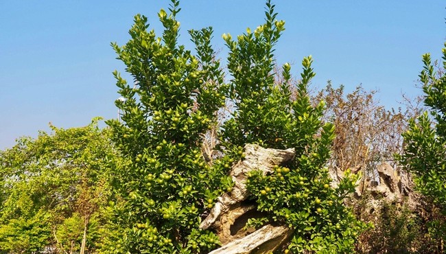 Loạt cây bonsai ôm gỗ lũa độc đáo chào Tết 2024