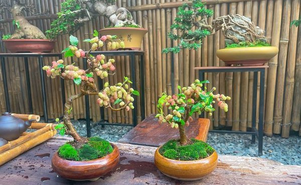 Trào lưu bonsai dâu tằm độc lạ giá tới vài chục triệu 