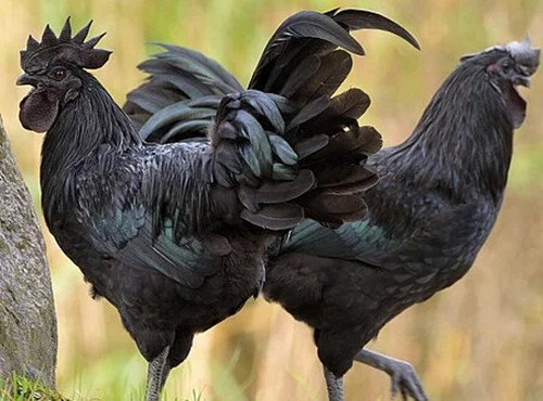 Gà đen Ayam Cemani 100 triệu đồng/cặp là giống gà đắt nhất thế giới 