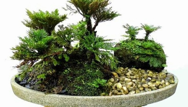 Cây cỏ dại được biến thành bonsai tuyệt đẹp 