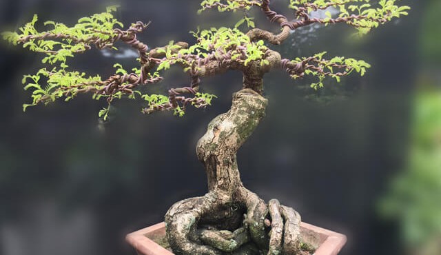 Những chậu bonsai có hình thù kỳ dị, lạ mắt khiến đại gia mê đắm 