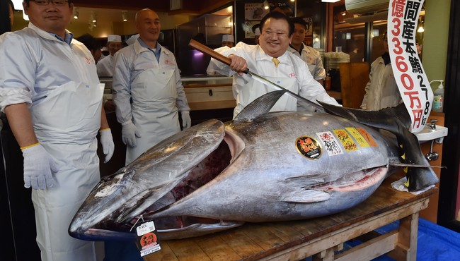 Con cá ngừ vây xanh khiến đại gia quyết chi hơn 50 tỷ để mua 