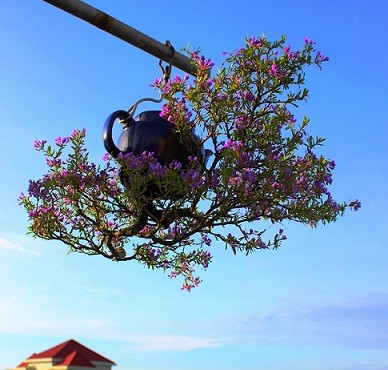 Dàn bonsai mọc ngược độc nhất tại Việt Nam