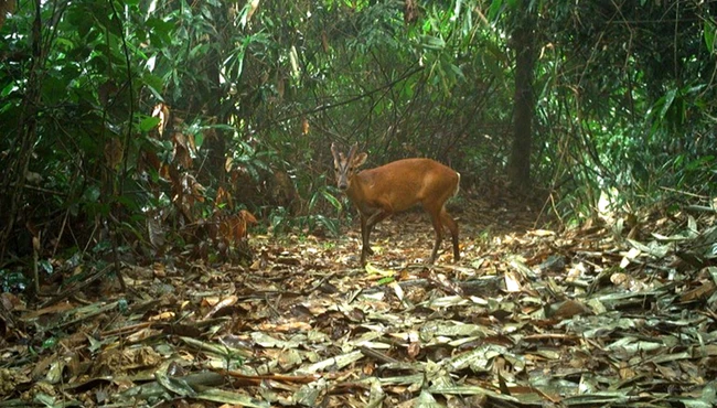 Cận cảnh các động vật quý hiếm ở Vườn Quốc gia Vũ Quang 