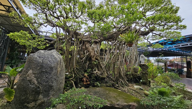 Tuyệt phẩm bonsai “con rồng Châu Á” đại gia chi tiền tỷ cũng không mua được