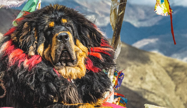 Chó ngao Tây Tạng có gì đặc biệt mà trở nên đắt đỏ tới 46 tỷ đồng? 