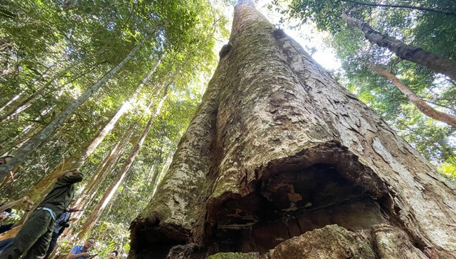 Ngắm cây sao cát ngàn năm tuổi thoát khỏi việc đốn hạ ở Kon Tum 