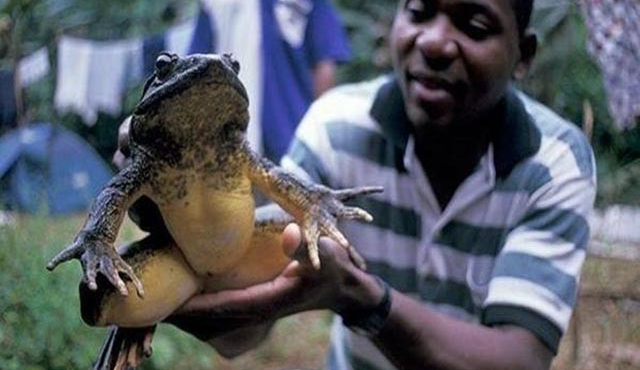 Kinh ngạc loài ếch khổng lồ nặng tới 8kg