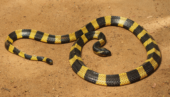 Cận cảnh loài rắn này được gọi là 'rắn 2 bước'