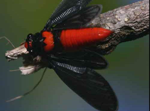 Loài ve sầu đỏ rực ngay từ khi còn là ấu trùng