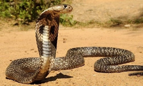 Rắn hổ mang chúa dài 4,5 mét nuốt chửng một con rắn khác
