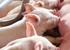 Cổ phiếu ngành chăn nuôi HAG, BAF tăng mạnh theo giá thịt heo