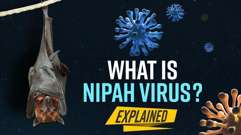 Virus Nipah bung phat, ty le tu vong toi 75%-Hinh-2