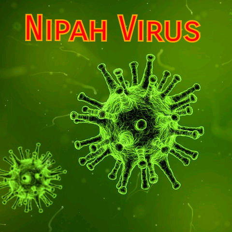Virus Nipah bung phat, ty le tu vong toi 75%-Hinh-9