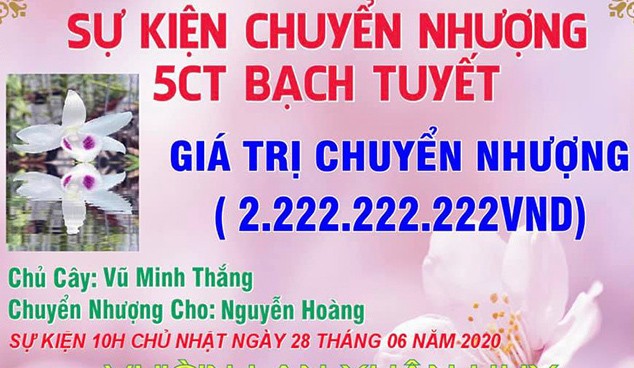Dan choi Hung Yen chuyen nhuong 2 chau lan Bach Tuyet gia 2,6 ty dong