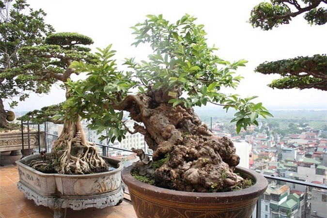 Oi bonsai doc nhat vo nhi gia tien ty khien dai gia Viet me man-Hinh-10