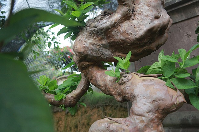 Oi bonsai doc nhat vo nhi gia tien ty khien dai gia Viet me man-Hinh-13