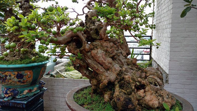 Oi bonsai doc nhat vo nhi gia tien ty khien dai gia Viet me man-Hinh-7
