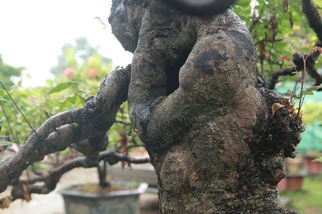 Dai gia Viet xuong tien ty mua bonsai khe-Hinh-11