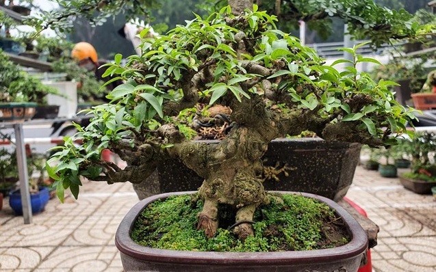 Nhung chau bonsai ti hon nhung tri gia ca tram trieu dong-Hinh-8