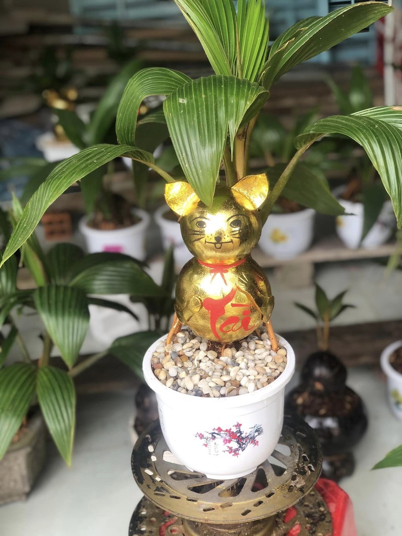 La mat voi bonsai dua don Tet Quy Mao 2023-Hinh-7