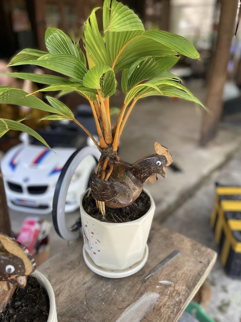 La mat voi bonsai dua don Tet Quy Mao 2023-Hinh-9