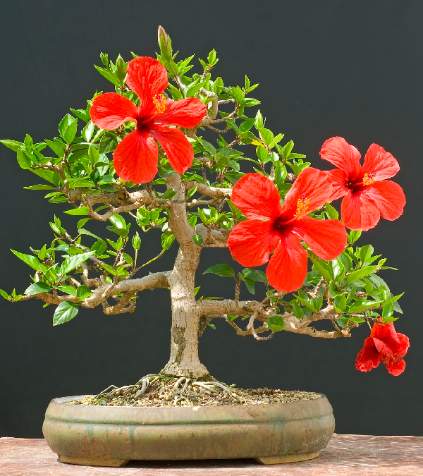 Hoa dam but tro thanh sieu pham bonsai dat hang-Hinh-10