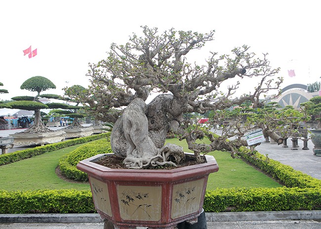 Hoa dam but tro thanh sieu pham bonsai dat hang-Hinh-4